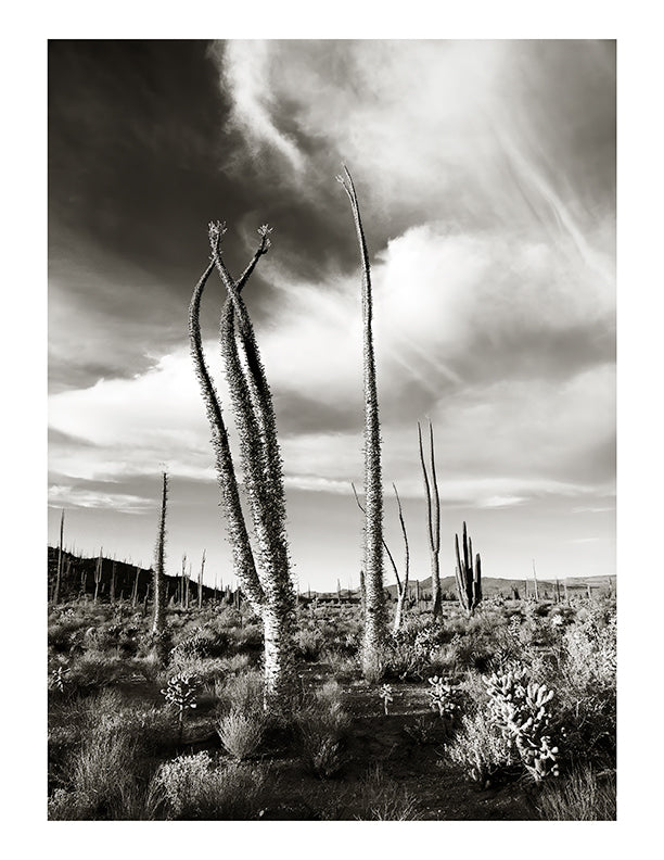 John Durant Photography - Baja California 1995